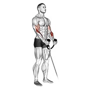 cable hammer curl (with rope)