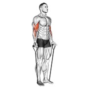 band alternating biceps curl