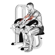 lever hammer grip preacher curl