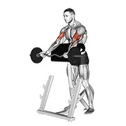 ez barbell spider curl