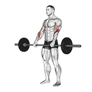 barbell reverse curl
