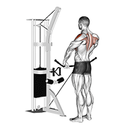 cable upright row