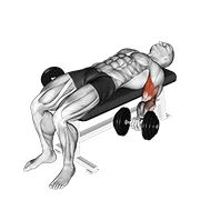 dumbbell lying supine biceps curl
